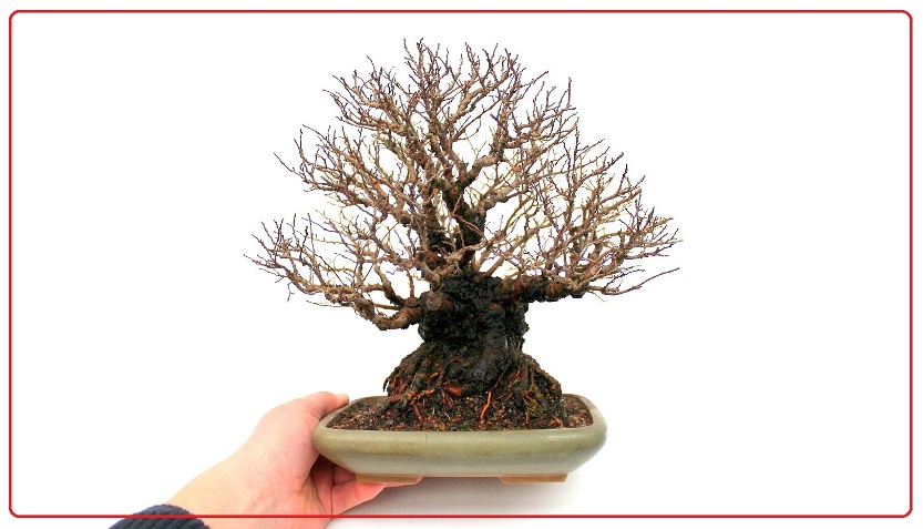 bonsai metszese es alakitasa es agrendszerenek felepitese ulmus parvifolia corkbark bonsaj fan
